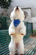 Blue paisley slide-on collar bandana with gold croissant charms by Pup Social