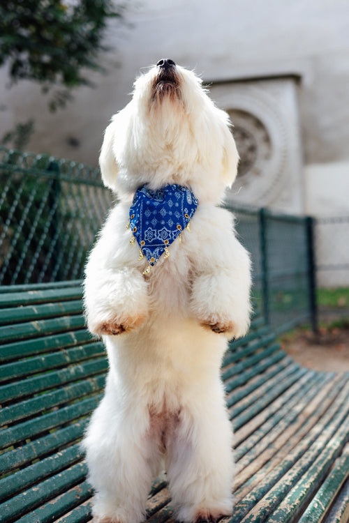 Blue paisley slide-on collar bandana with gold croissant charms by Pup Social