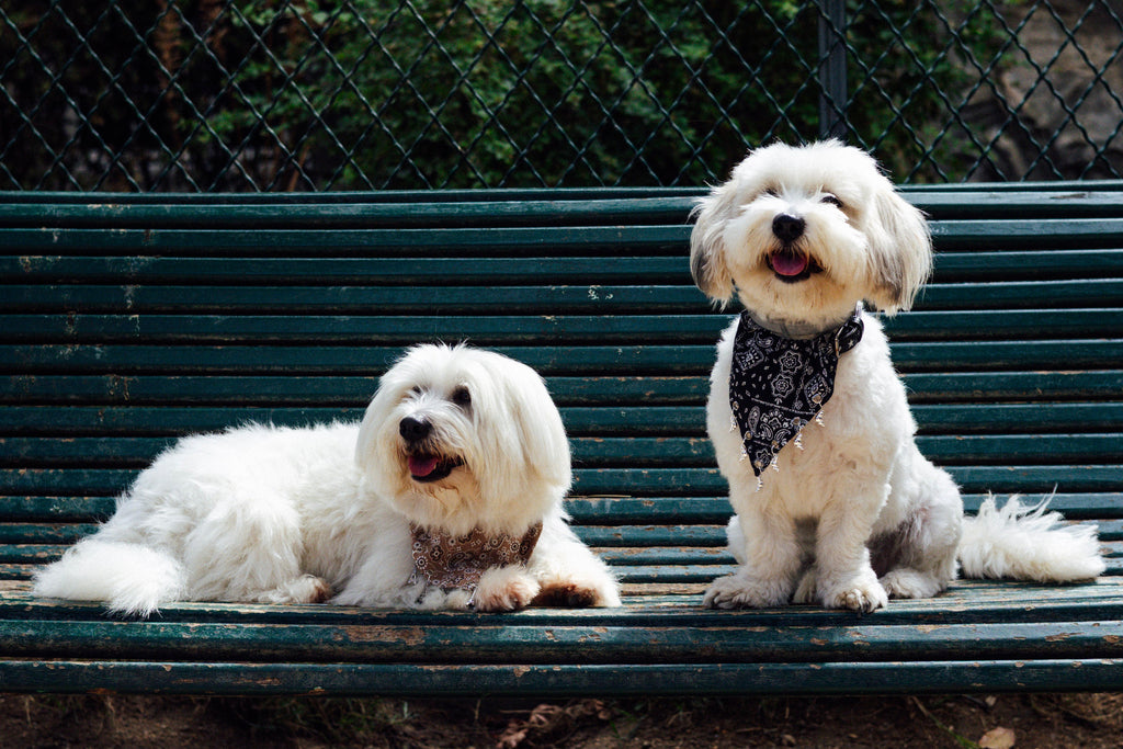 Black and white croissant charm bandana from Le Charme Collection