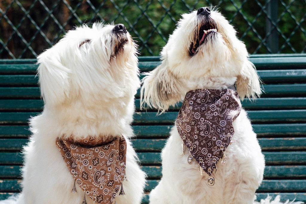 Western-inspired paisley dog bandana from the Le Charme Collection
