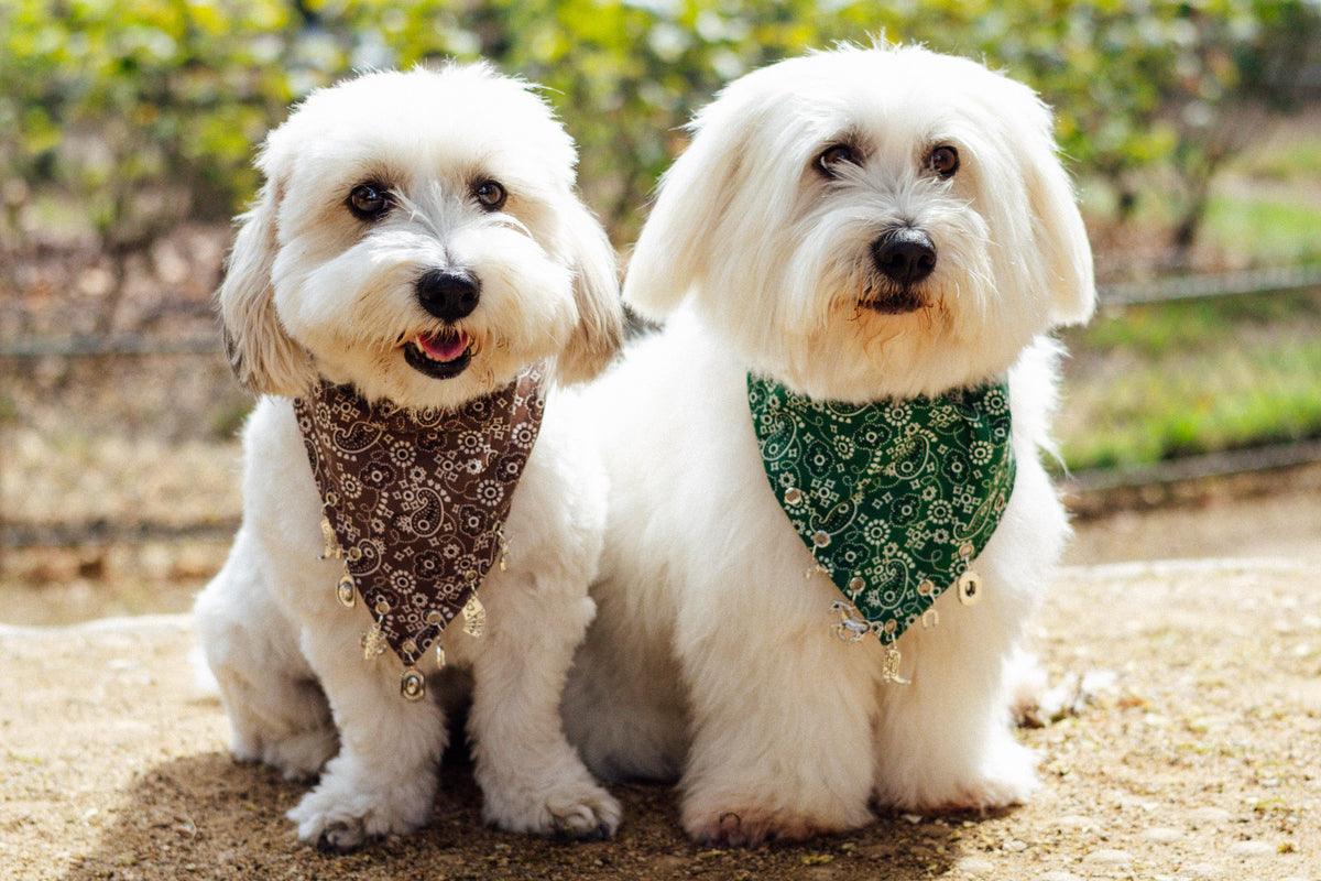 Green paisley dog bandana with horseshoe and Western-inspired charms