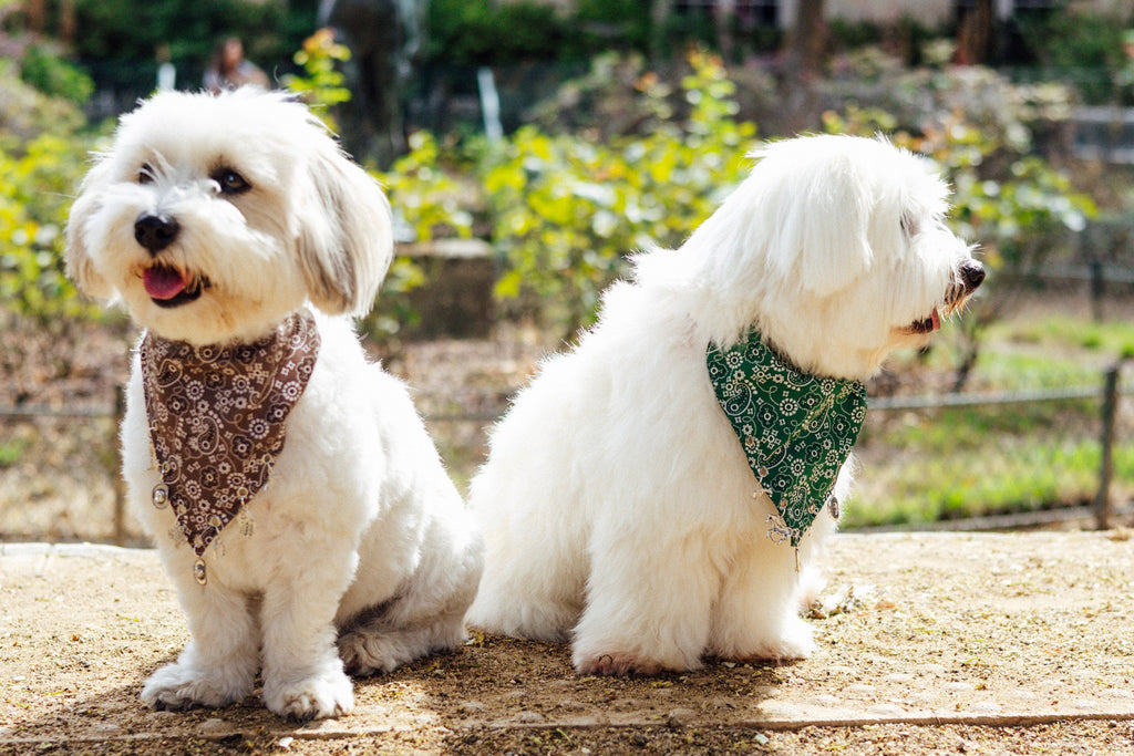 Close-up of the Rodeo Charm Bandana’s paisley print and Western-inspired silver charms by Pup Social