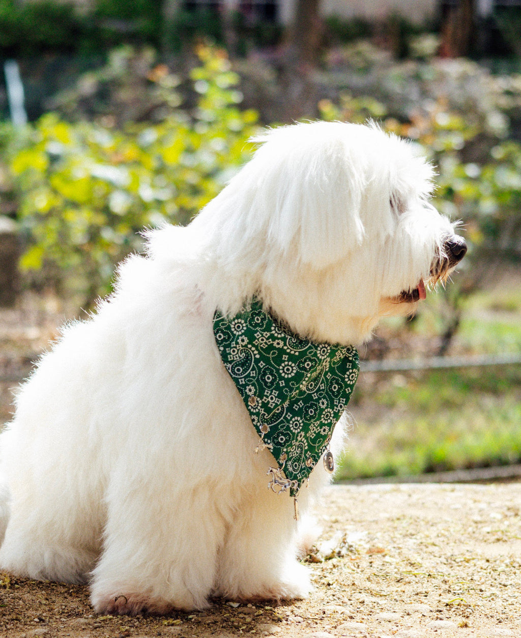 Lucky Rodeo paisley slide-on collar bandana with silver Western charms by Pup Social