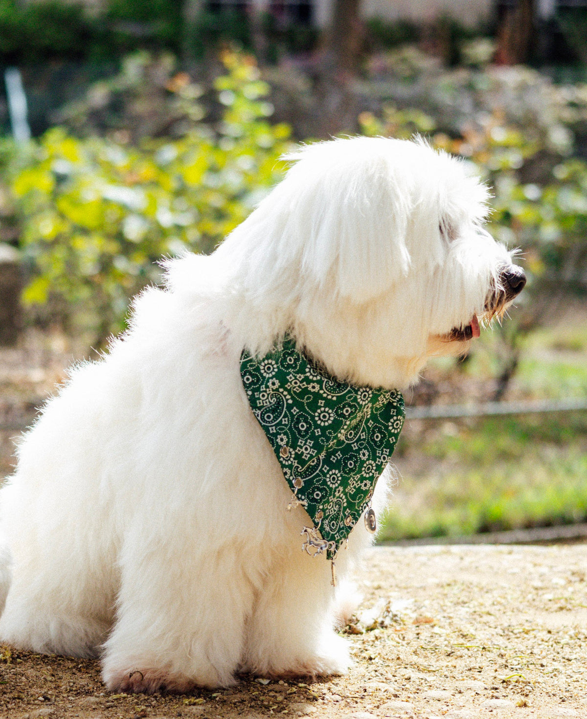 Lucky Rodeo paisley slide-on collar bandana with silver Western charms by Pup Social