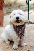 Rodeo paisley slide-on collar bandana with Western-inspired charms by Pup Social