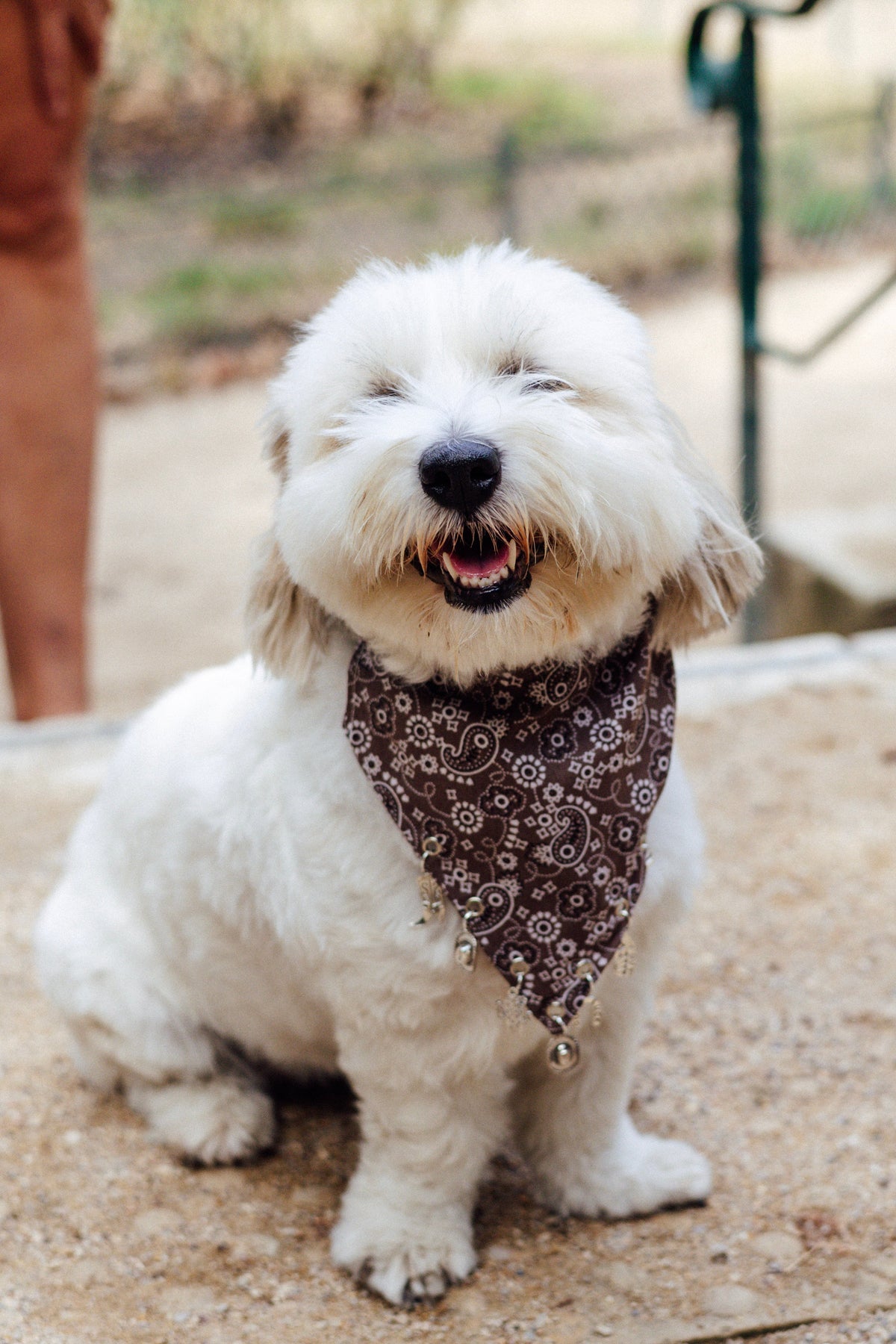 Rodeo paisley slide-on collar bandana with Western-inspired charms by Pup Social