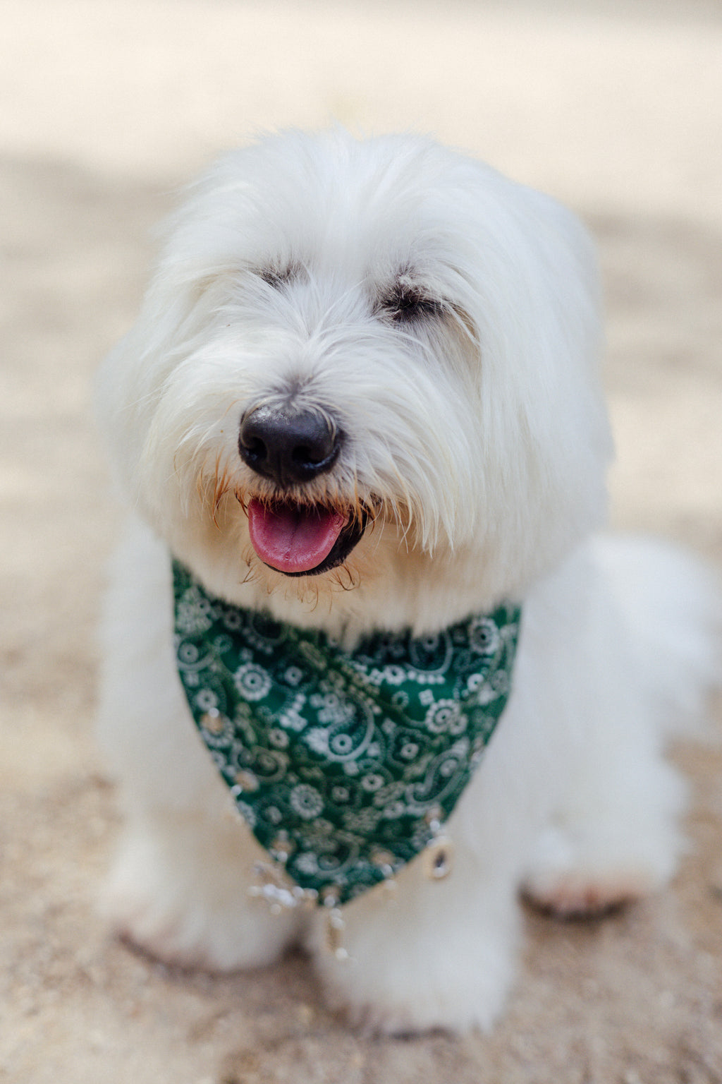 Dark green Western-inspired slide-on collar bandana for stylish dogs