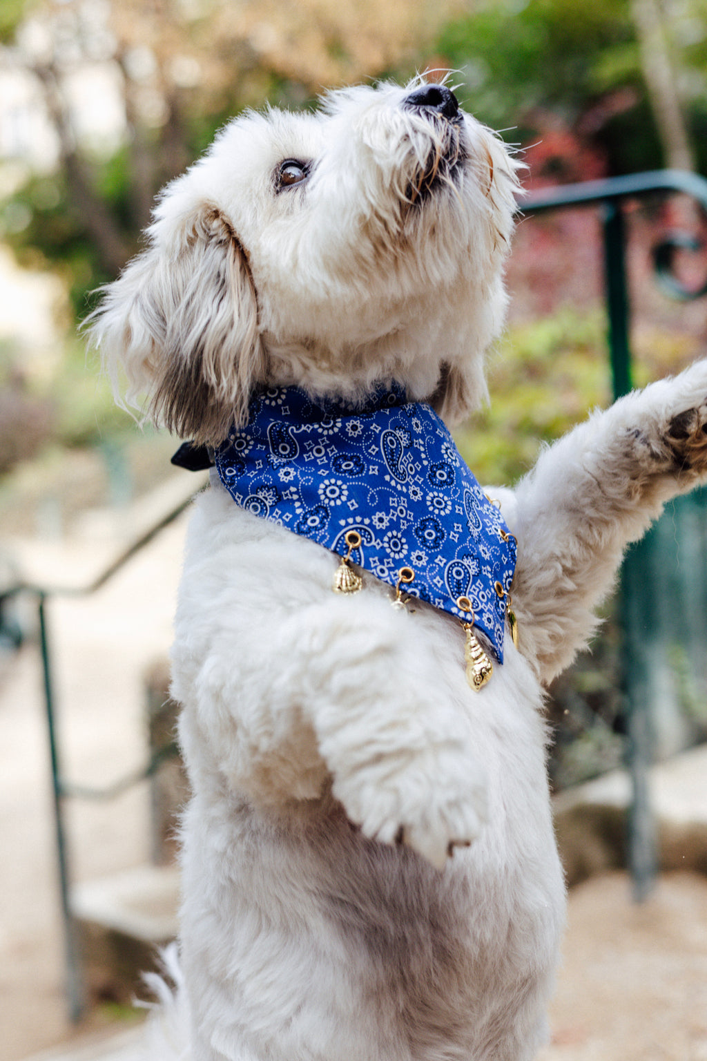 Riviera Charm Bandana from the Le Charme Collection by Pup Social