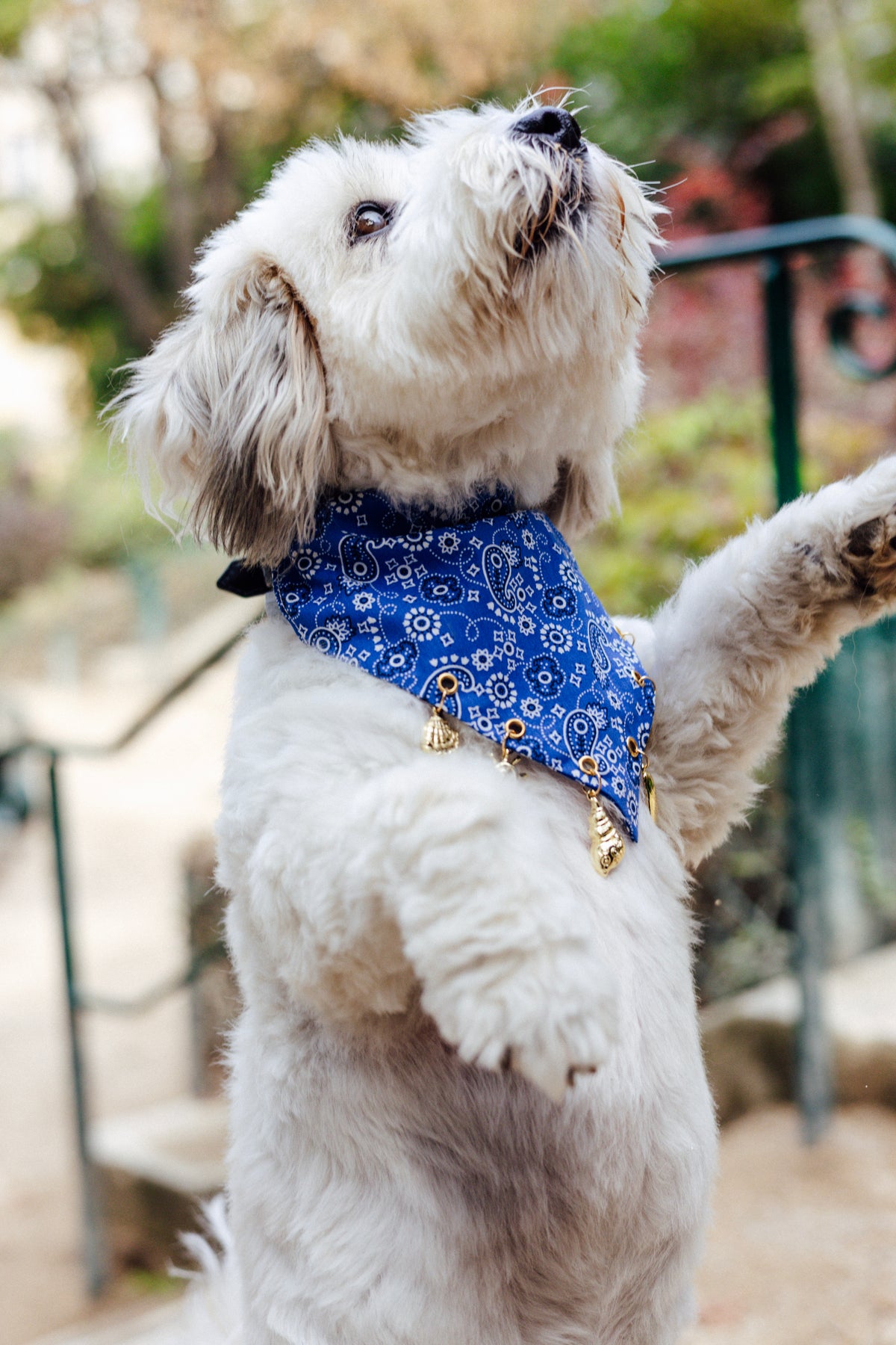 Riviera Charm Bandana from the Le Charme Collection by Pup Social