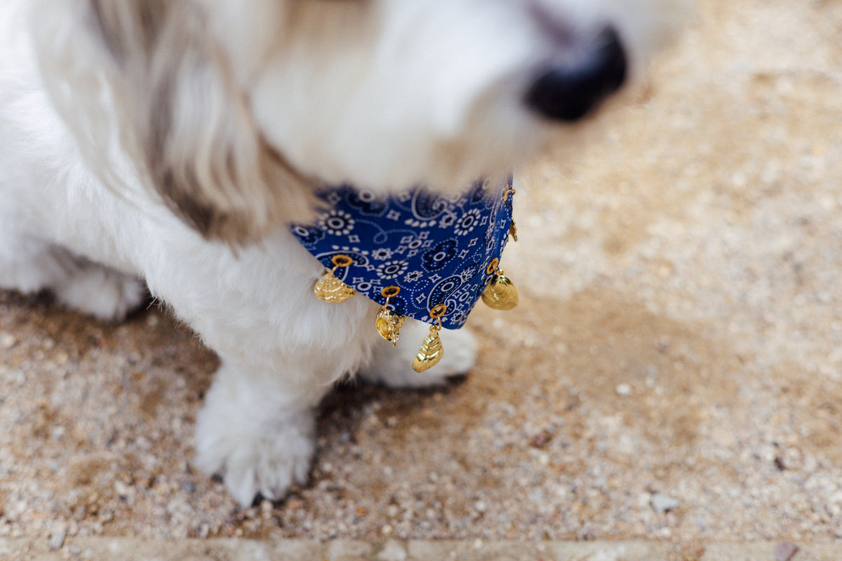 Blue paisley dog bandana with golden shell and sun charms