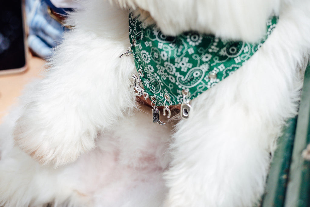 Dark green paisley Lucky Rodeo bandana showing the slide-on collar design