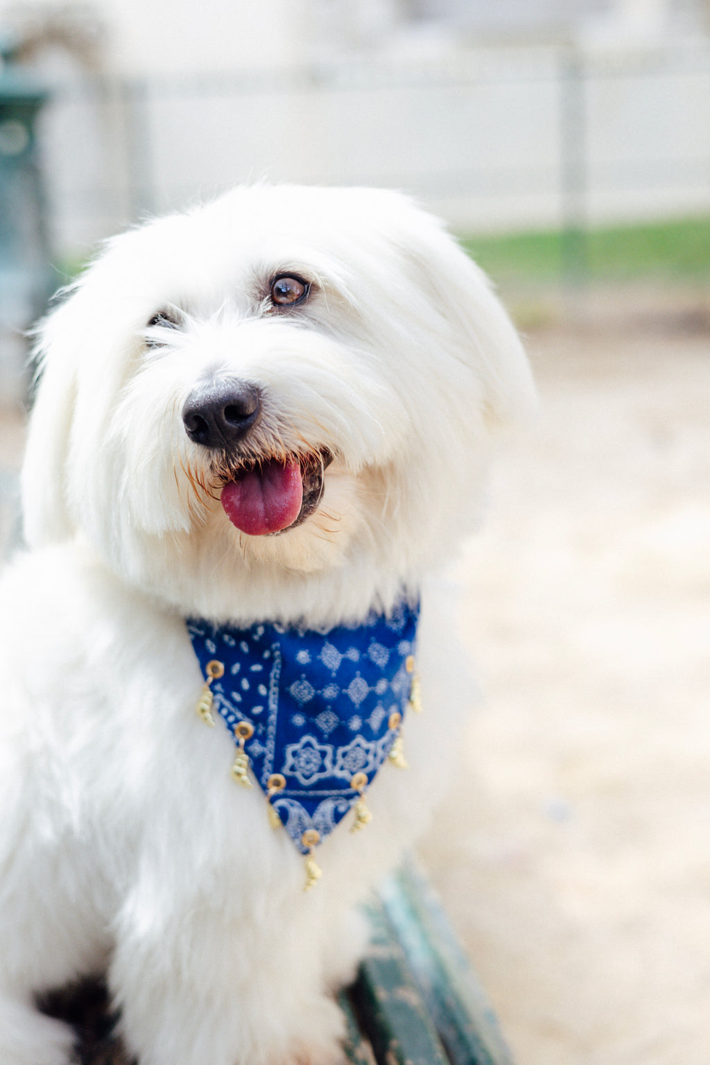 Blue croissant charm dog bandana showing the slide-on collar design