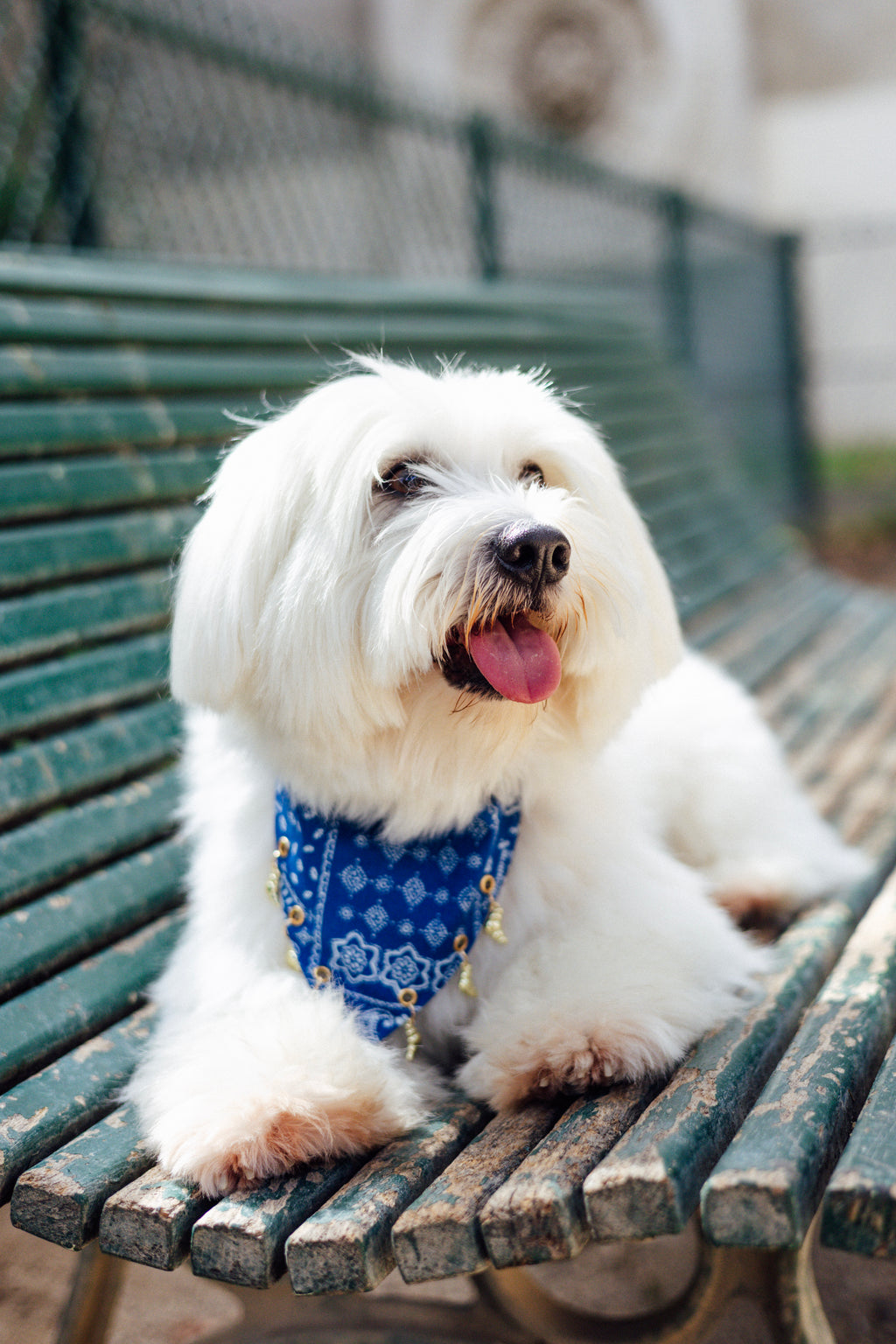 Blue paisley dog bandana with croissant charms from Le Charme Collection