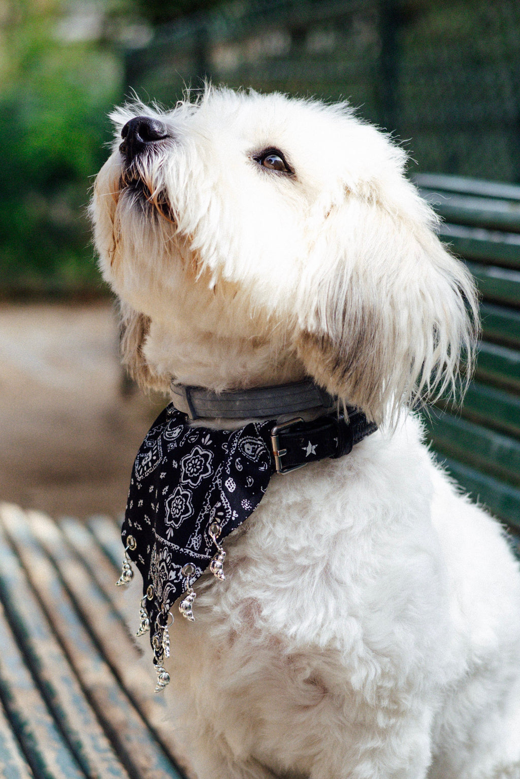 Black paisley dog bandana showing the slide-on collar design