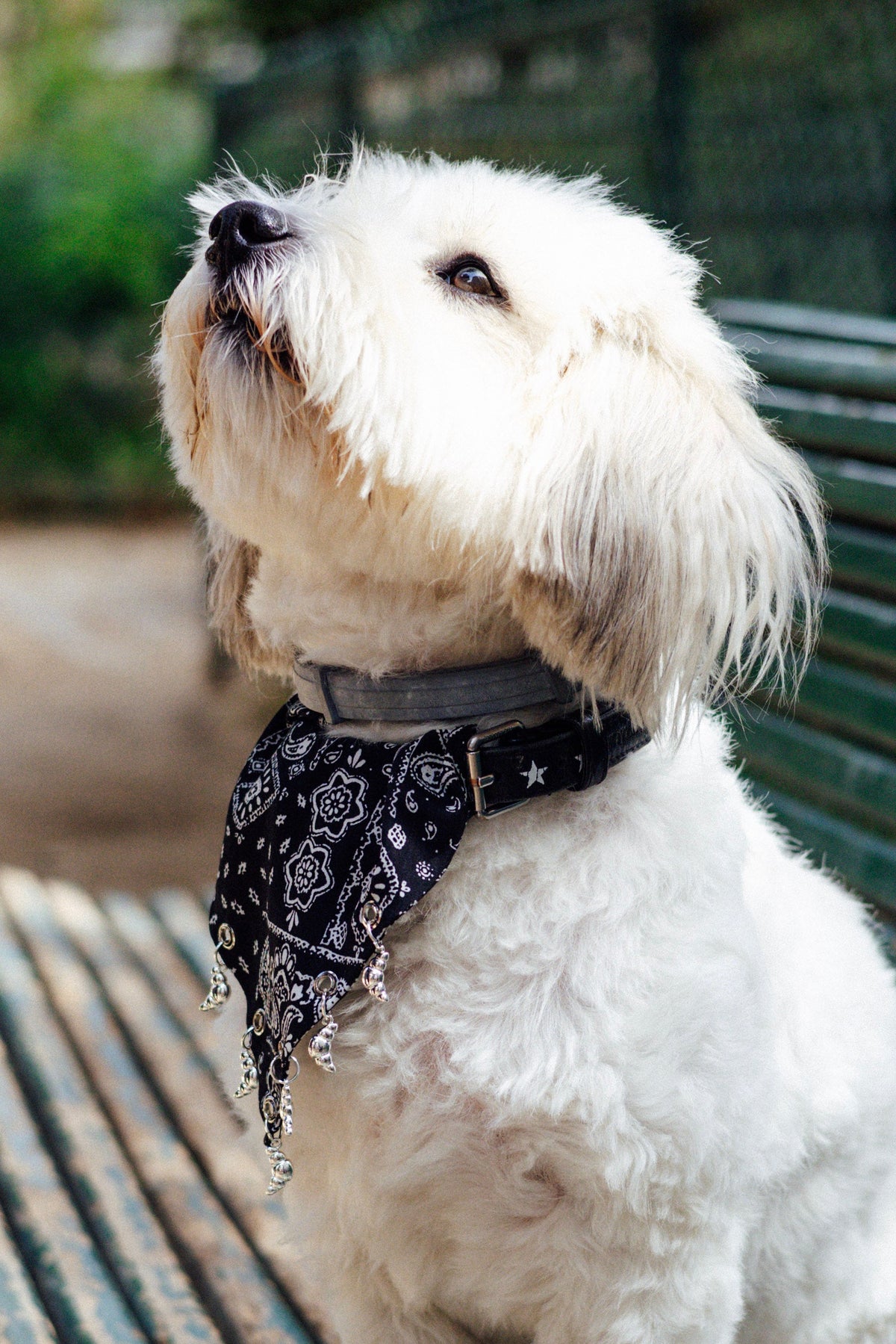 Black paisley dog bandana showing the slide-on collar design