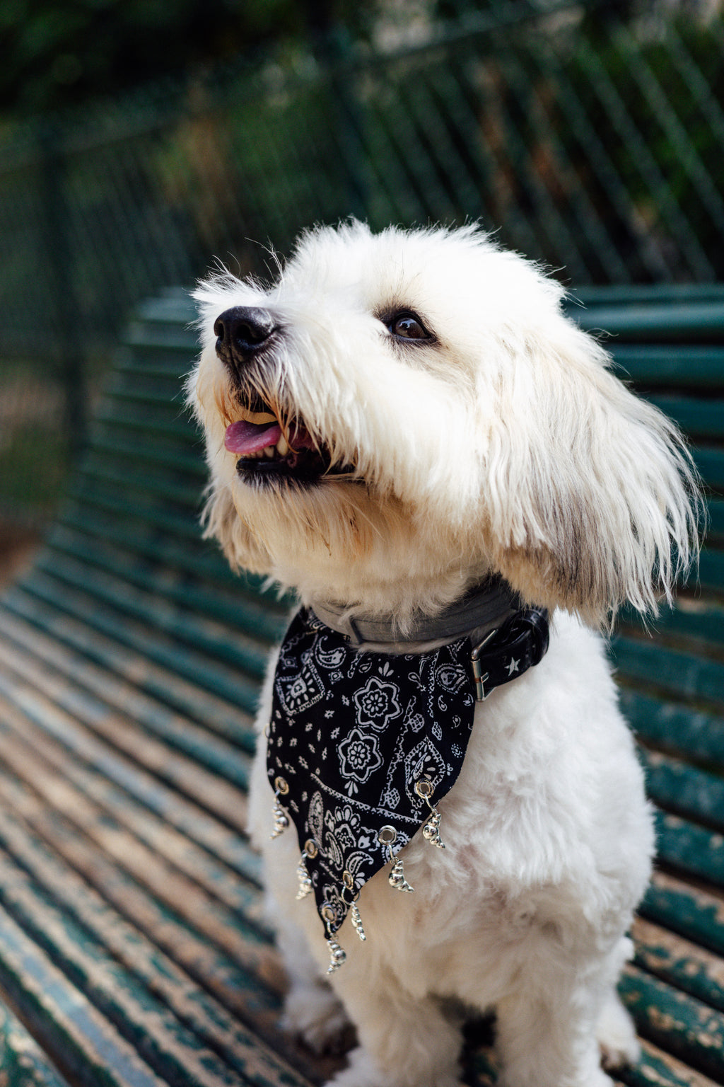 Black paisley slide-on collar bandana with silver croissant charms by Pup Social