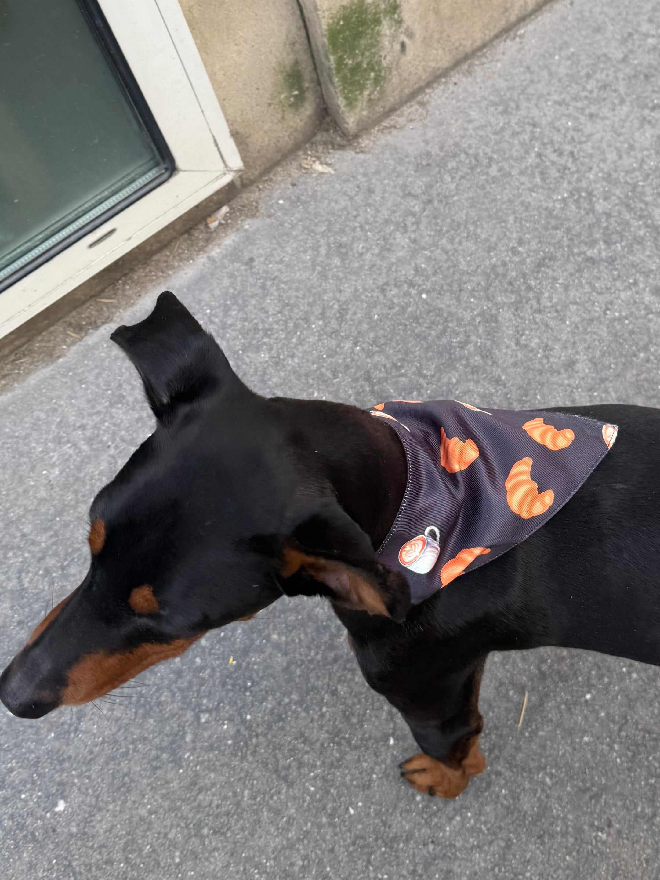 Croissant Dog Bandana