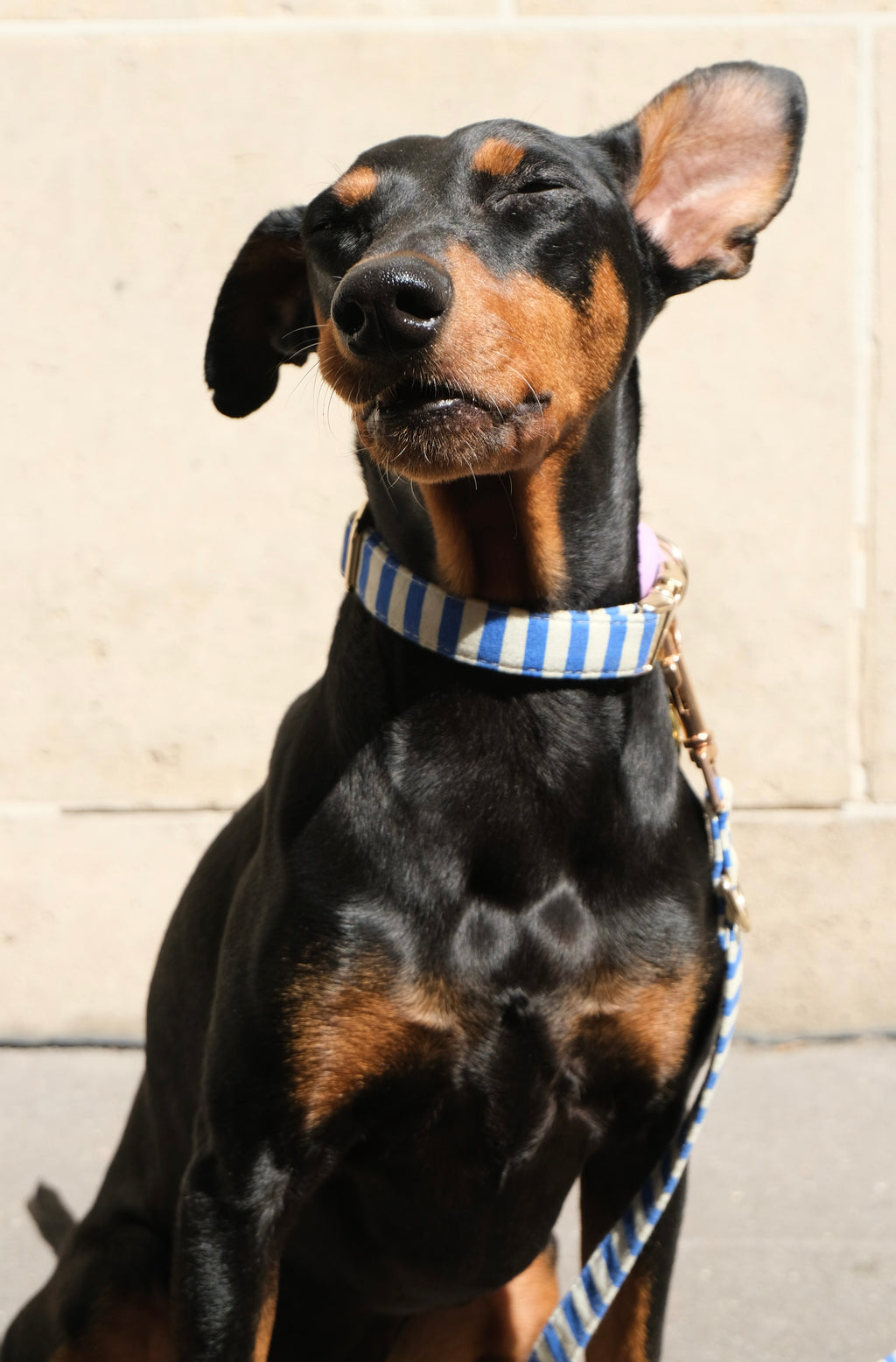 Marinière Dog Collar