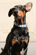 Marinière Dog Collar