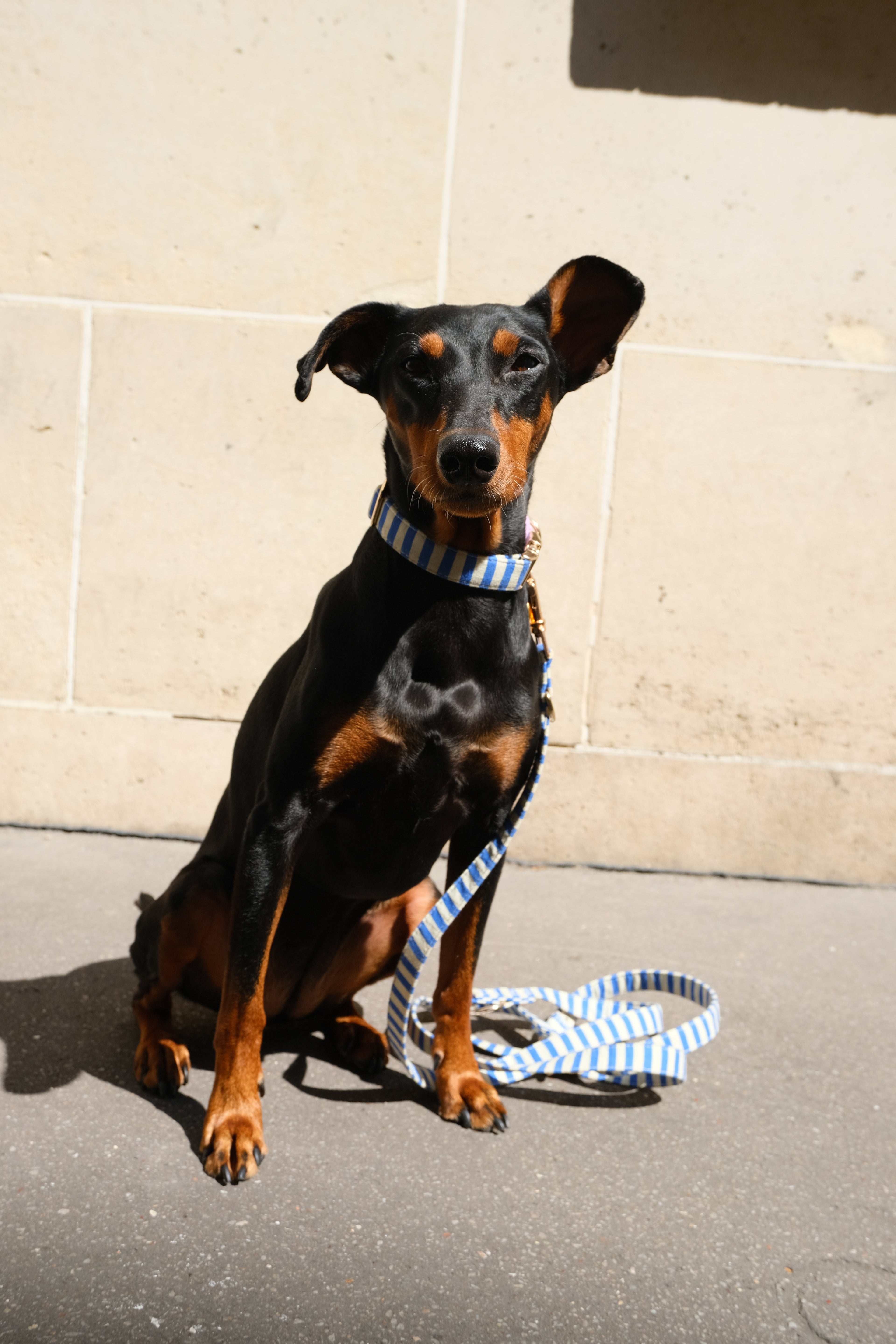 Marinière Dog Collar