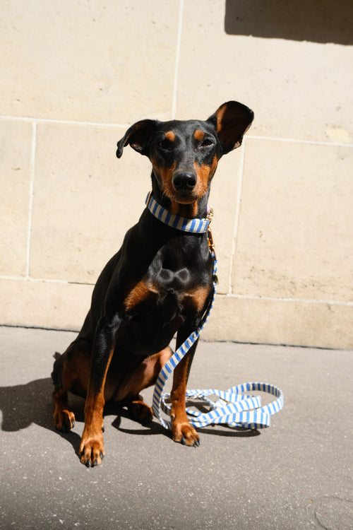 Marinière Dog Collar