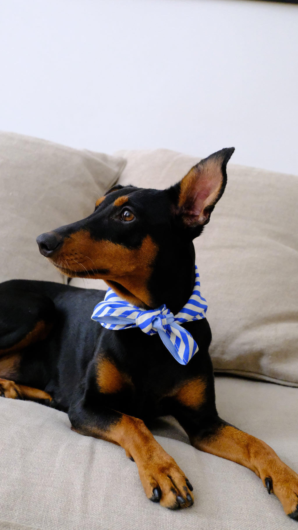 Marinière striped dog bandana on a dog