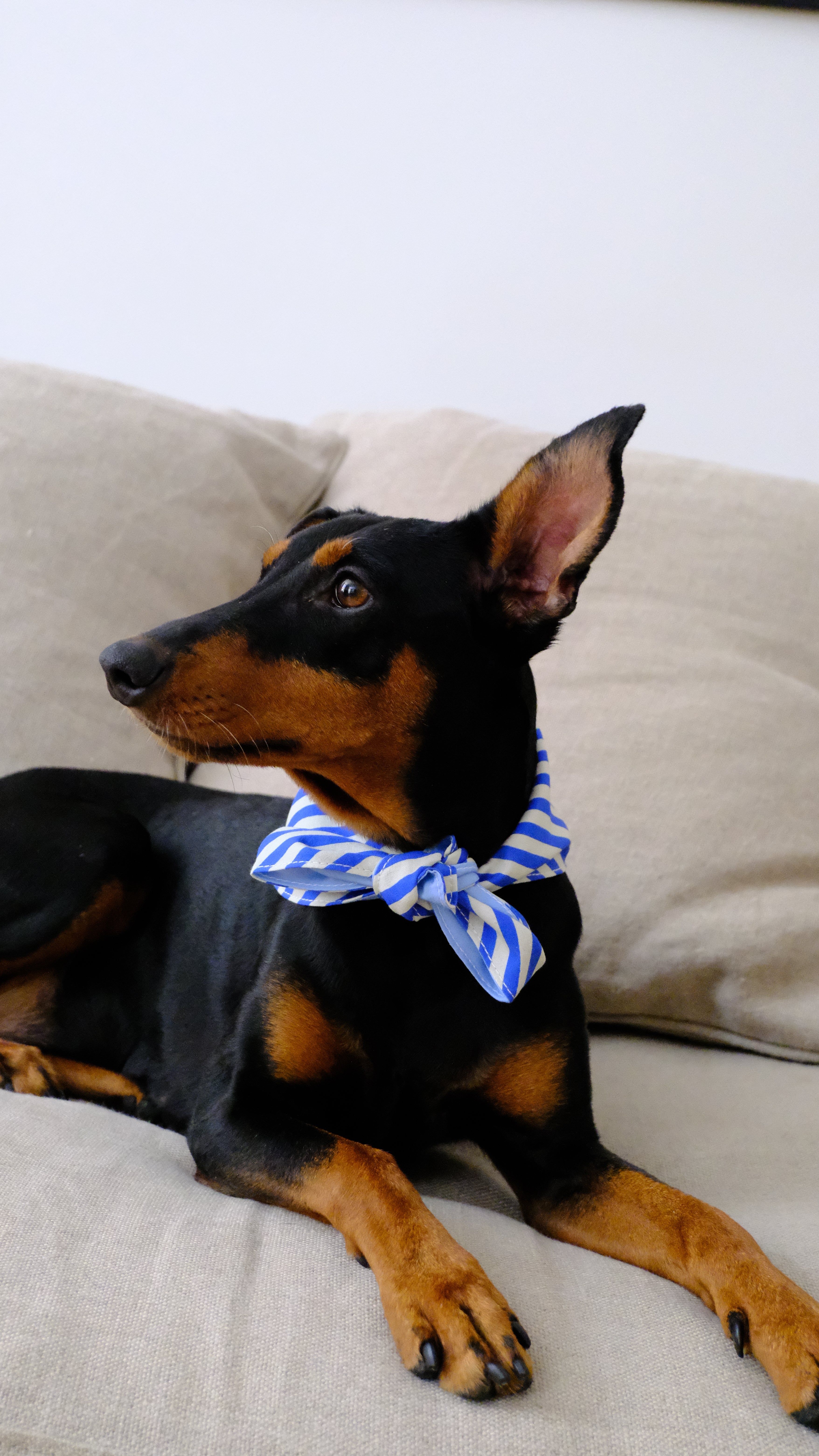 Marinière striped dog bandana on a dog