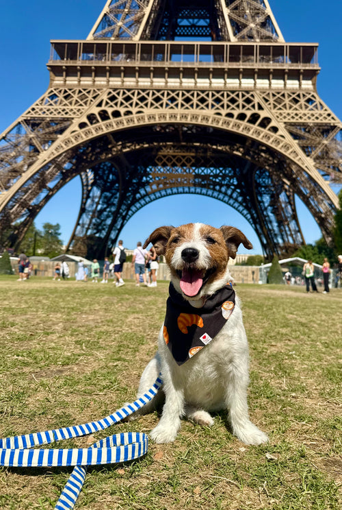 Dog wearing the Croissant Slide-on Bandana by Pup Social