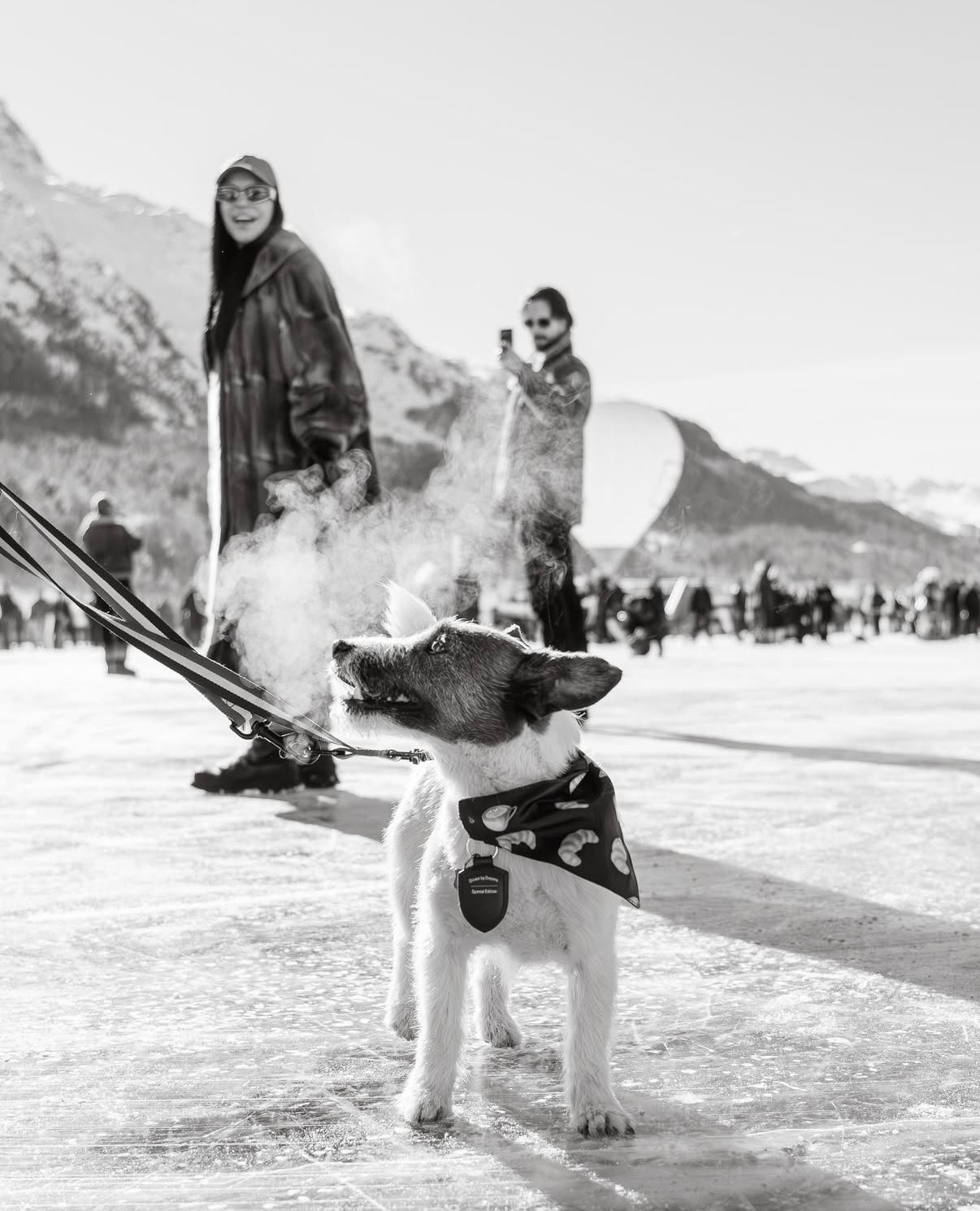 Croissant Dog Bandana