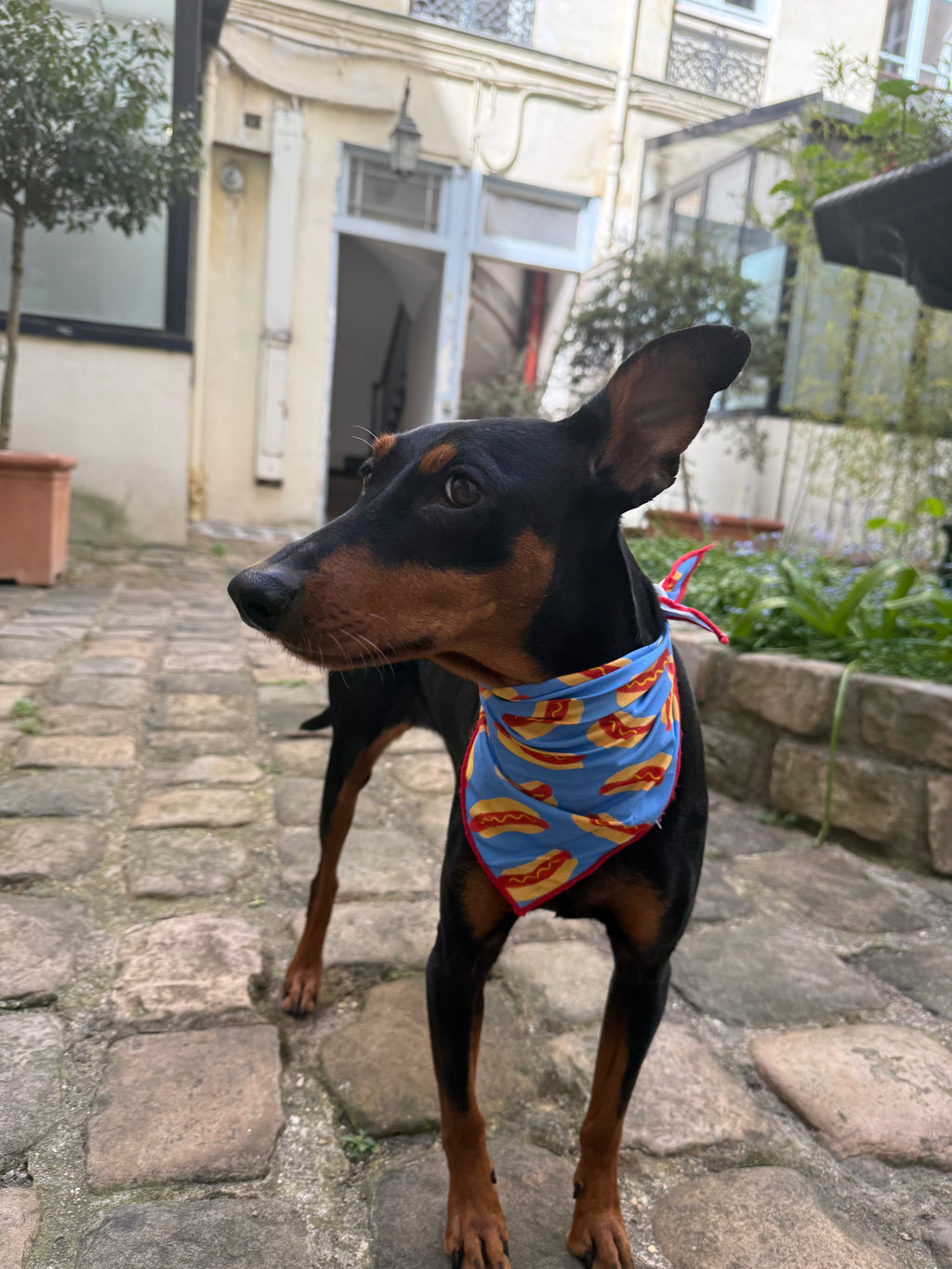 🌭 Hotdog Dog Bandana