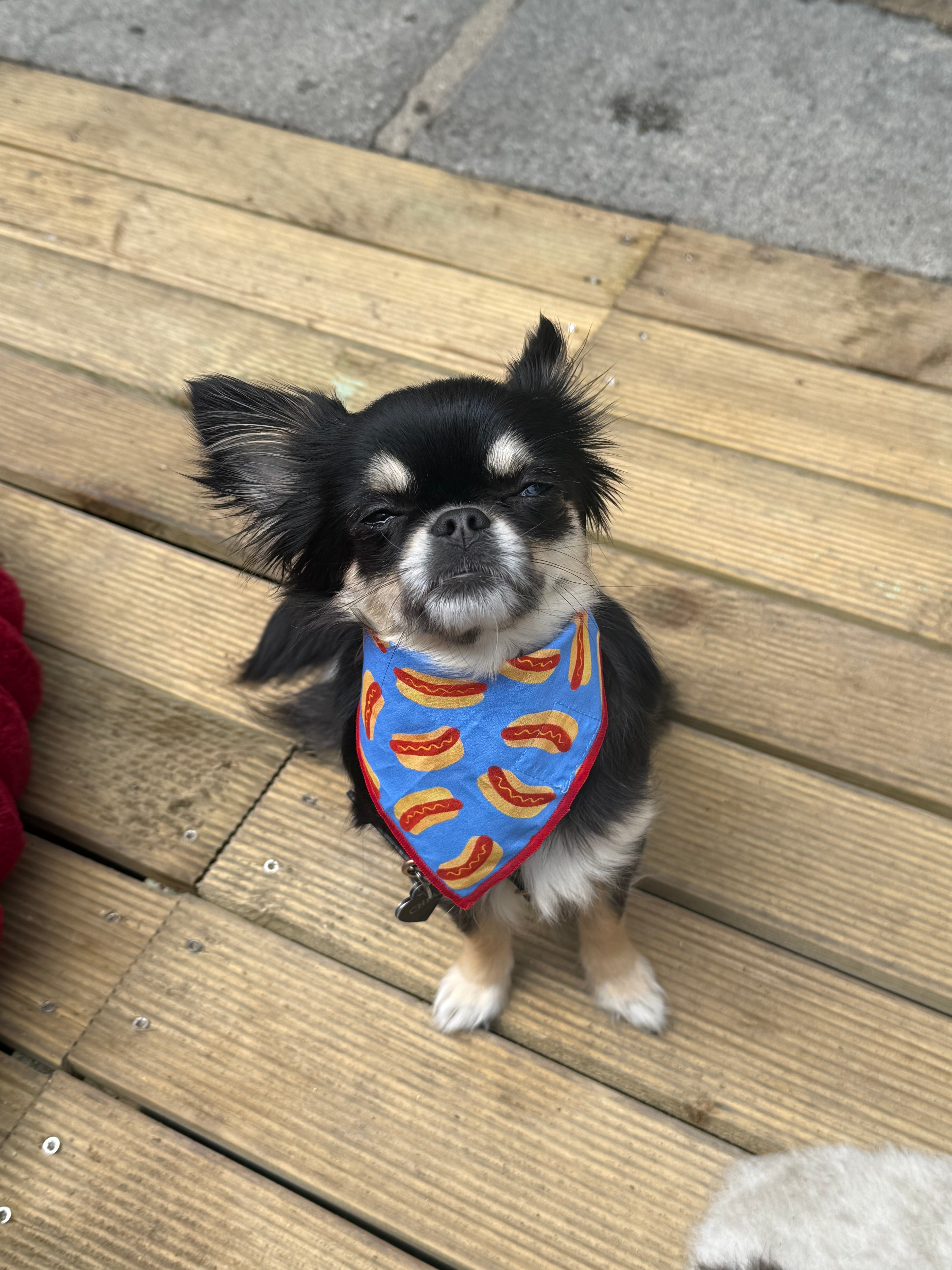 🌭 Hotdog Dog Bandana