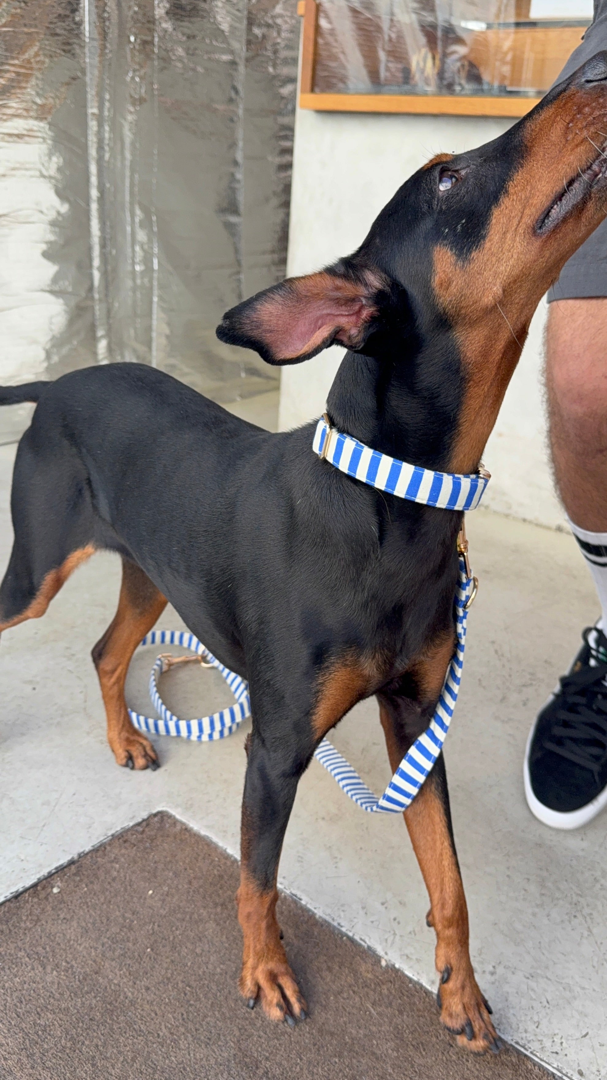 Marinière Dog Collar