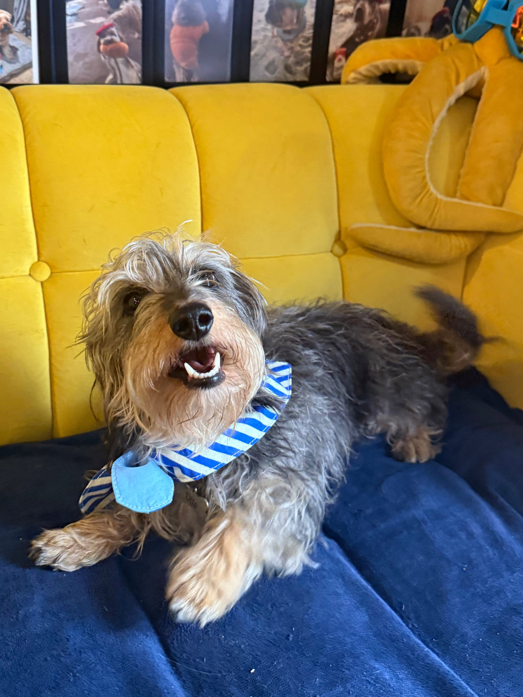 Dog wearing a striped Marinière Dog Bandana by Pup Social
