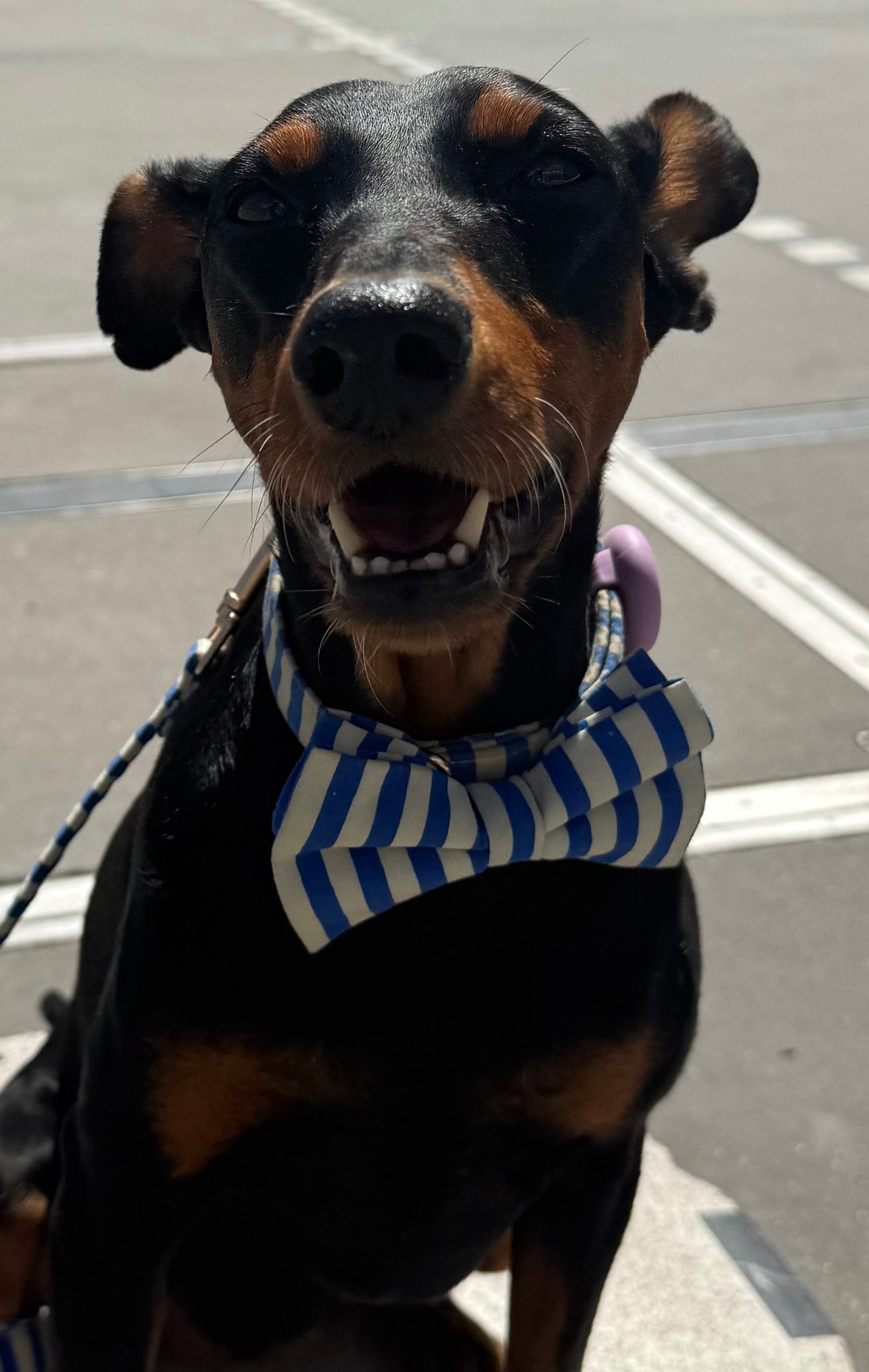Marinière Dog Bow