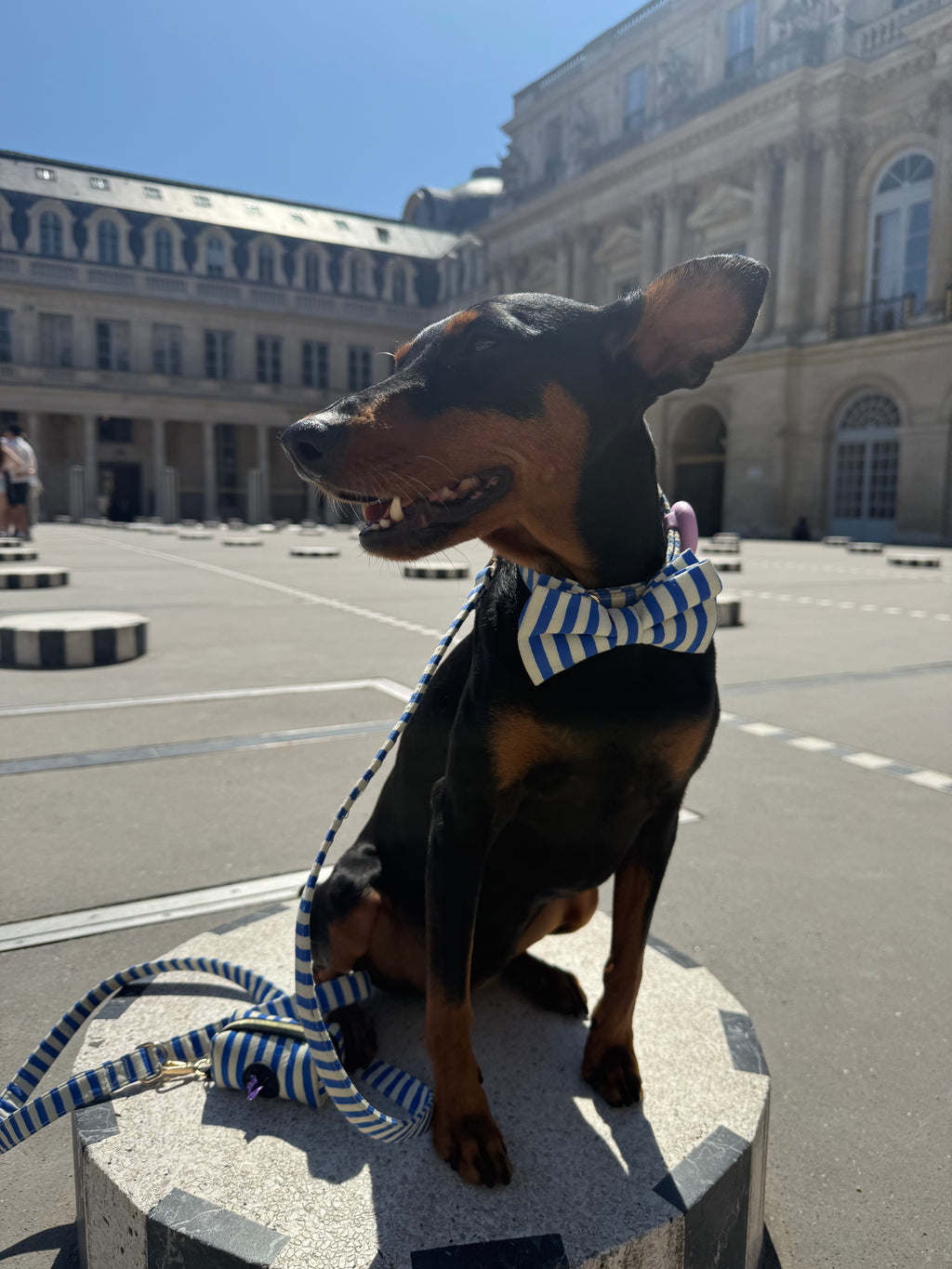 Marinière Dog Bow