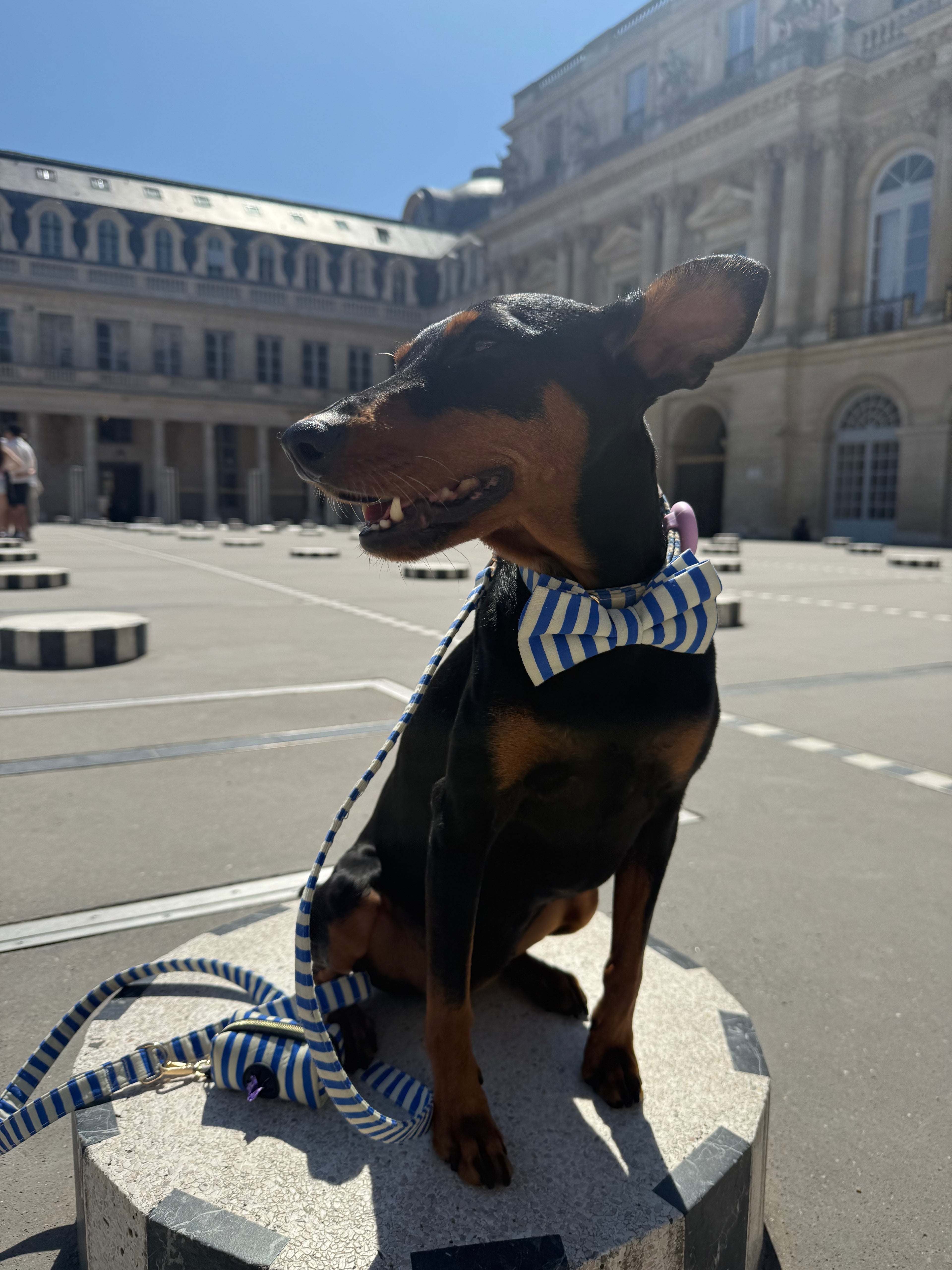 Marinière Dog Bow