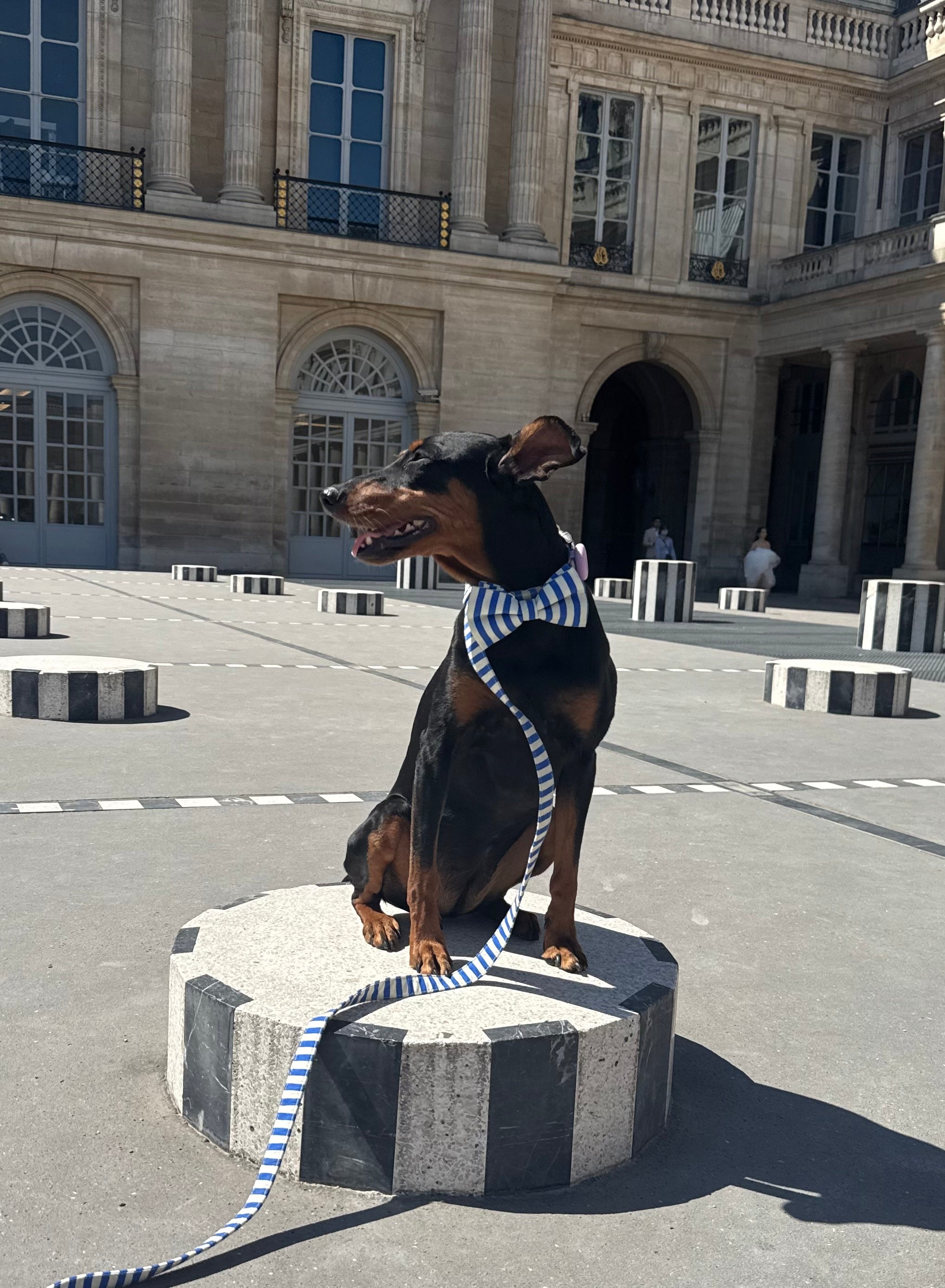 Marinière Dog Bow