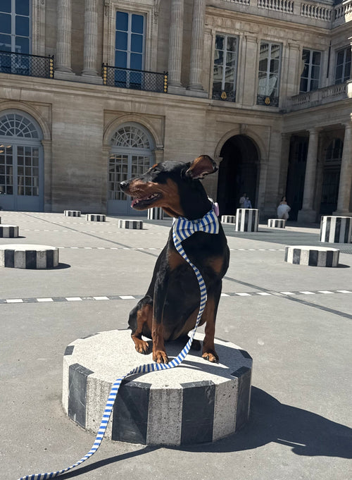 Marinière Dog Bow