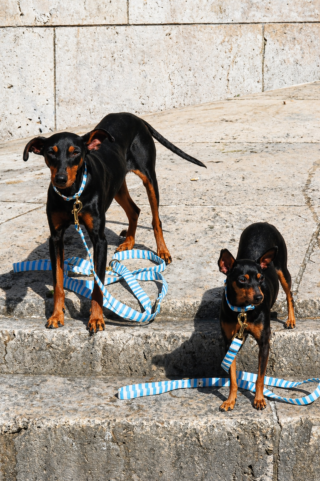 Stylish adjustable dog leash for everyday walks