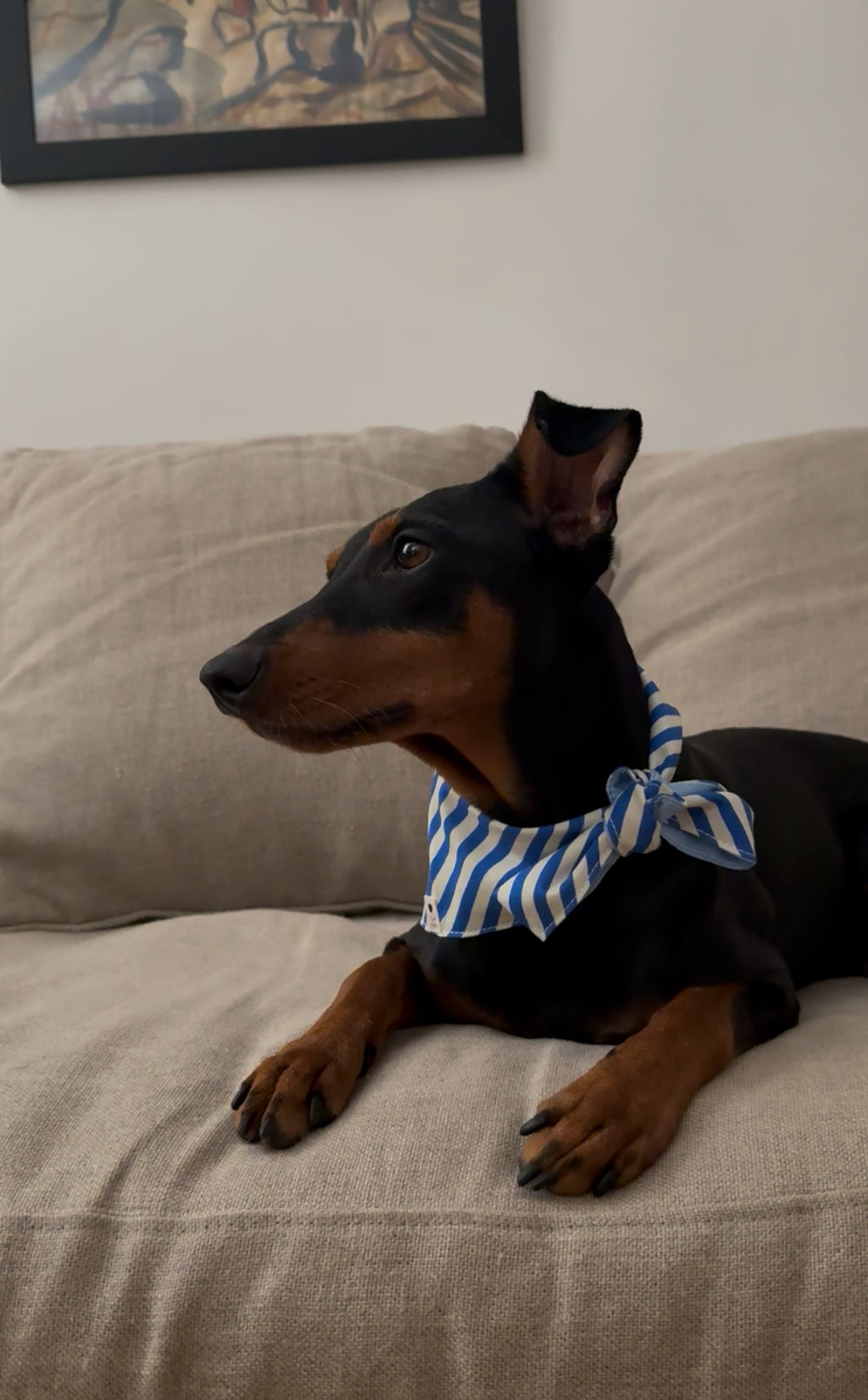 Dog wearing a French-inspired striped dog bandana