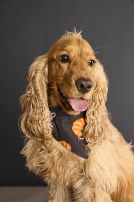 Croissent Bandana