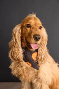 Croissent Bandana