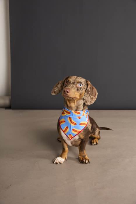 Hotdog bandana for dogs