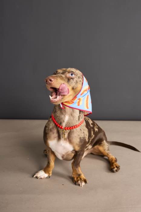 Hotdog Bandana for Dogs in Paris