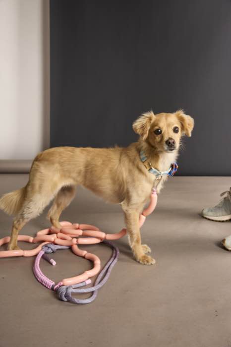 Sausage Leash