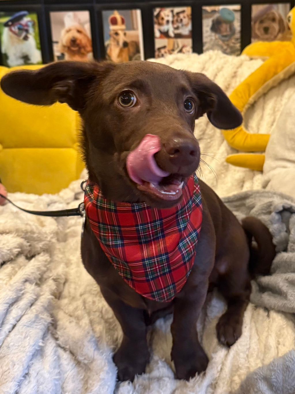 Tartan Dog Bandana