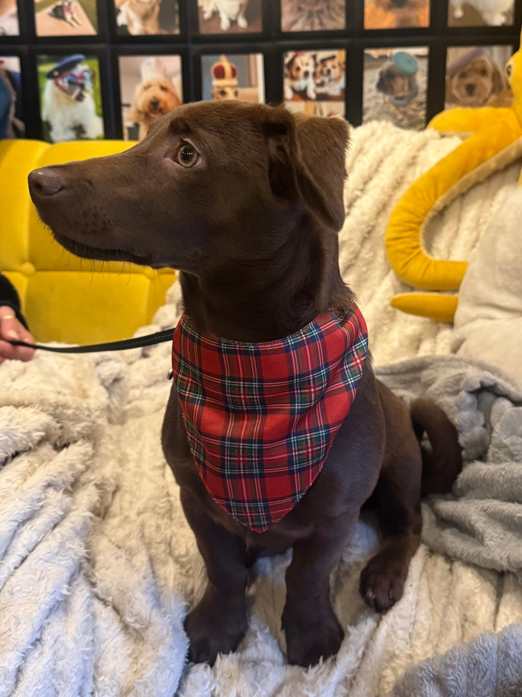 Tartan Dog Bandana
