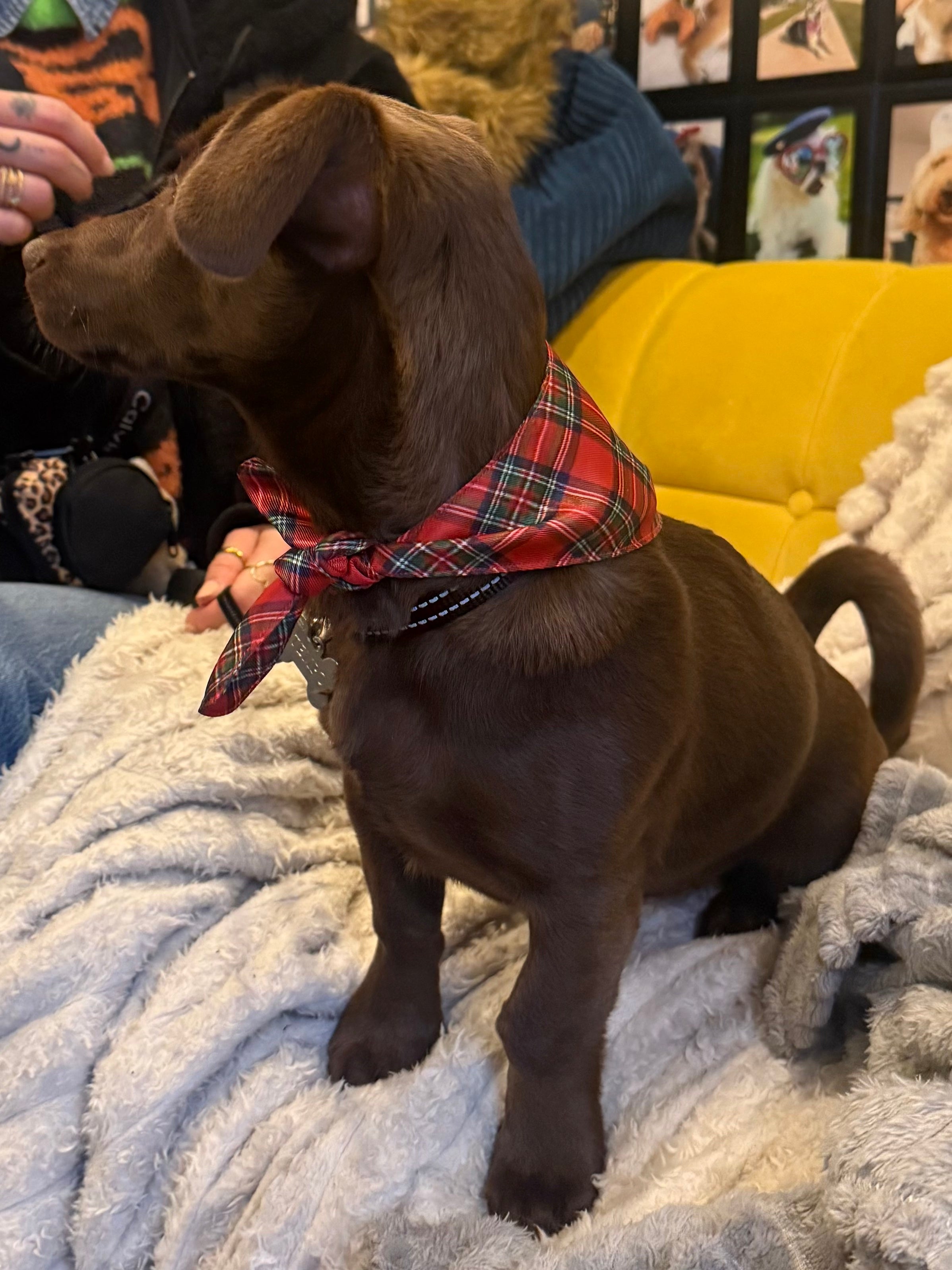 Tartan Dog Bandana