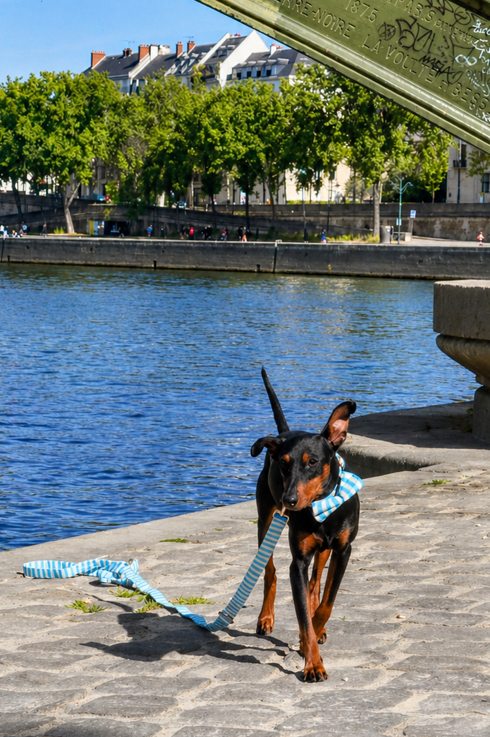 Matching sailor adjustable leash from Pup Social collection