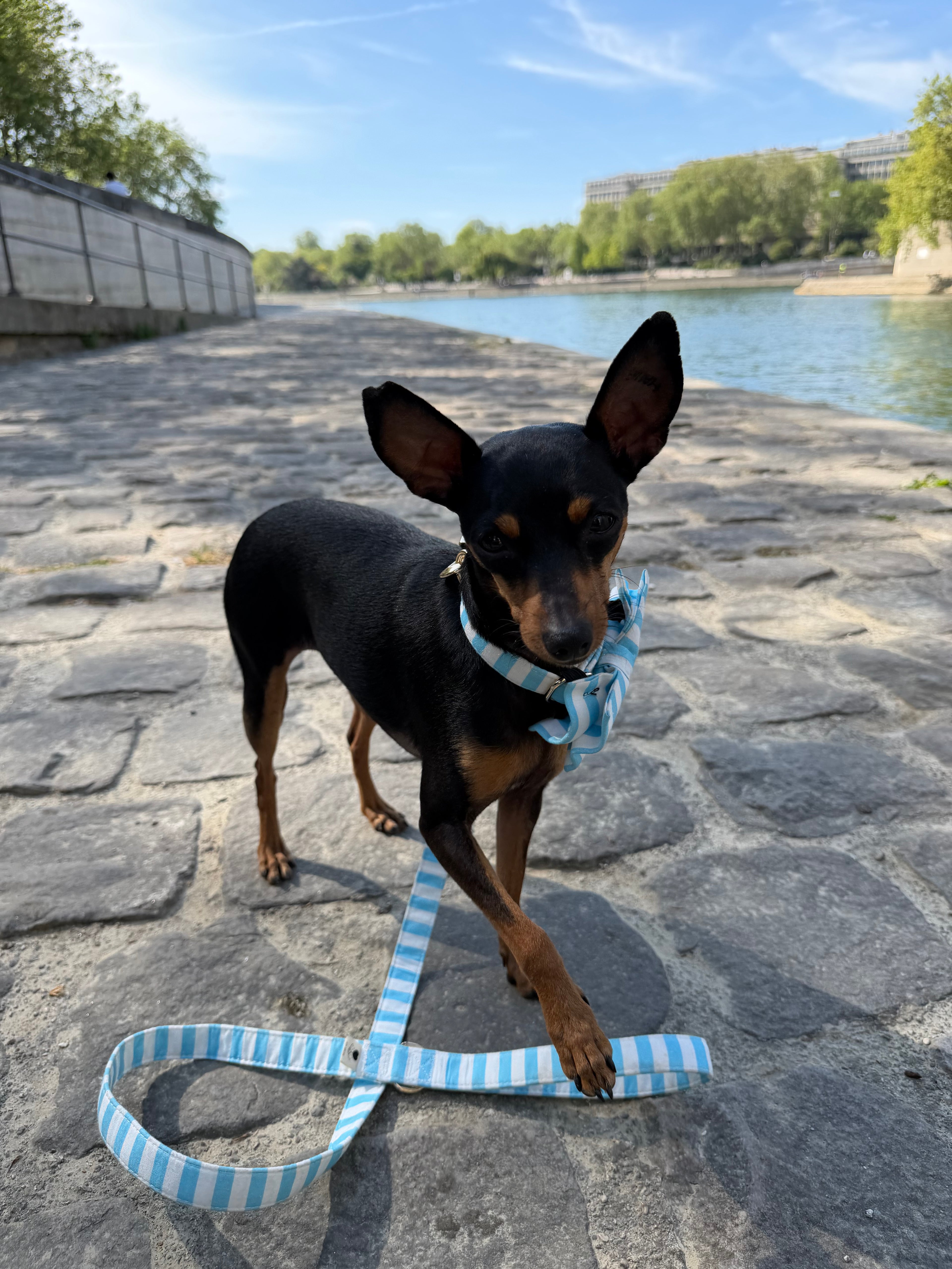 Nautical striped dog leash durable design